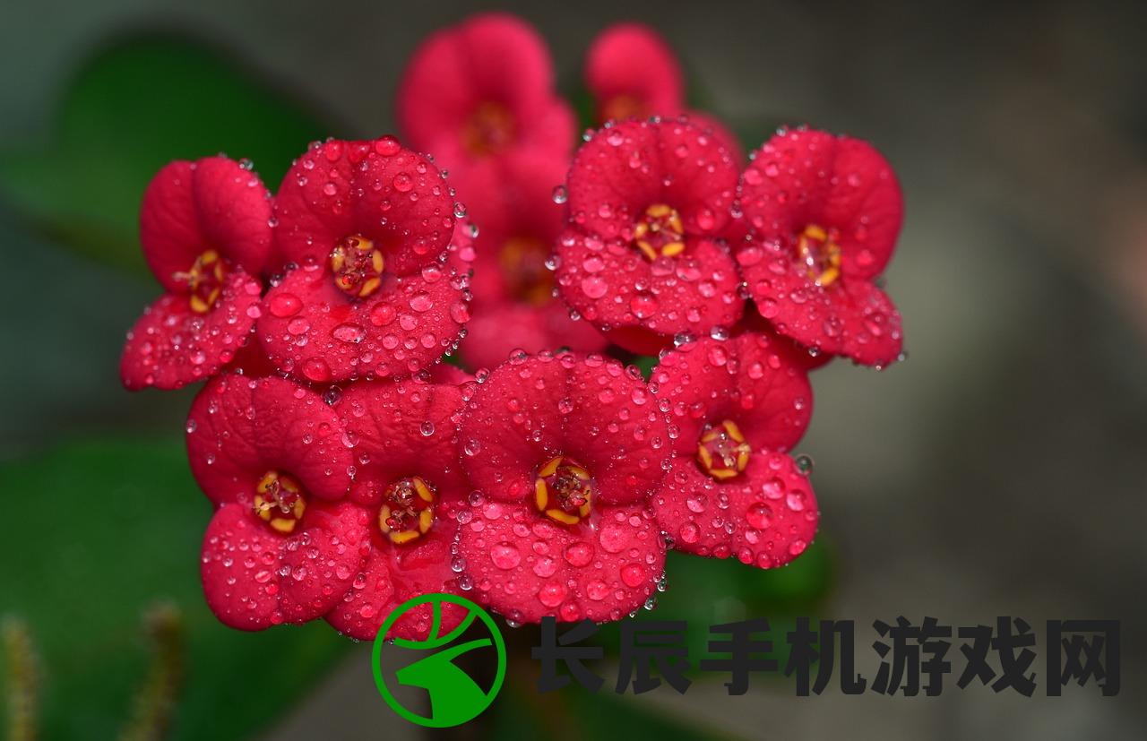 (晚上释放氧气最多的室内植物)晚上在家中释放氧气最多的植物 - 吊兰是您的最佳选择！