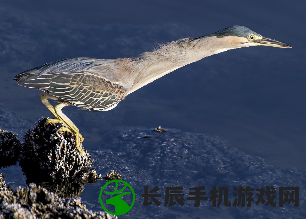 (丛林鸟是什么意思)探秘丛林鸟神秘之境：重返自然的大冒险