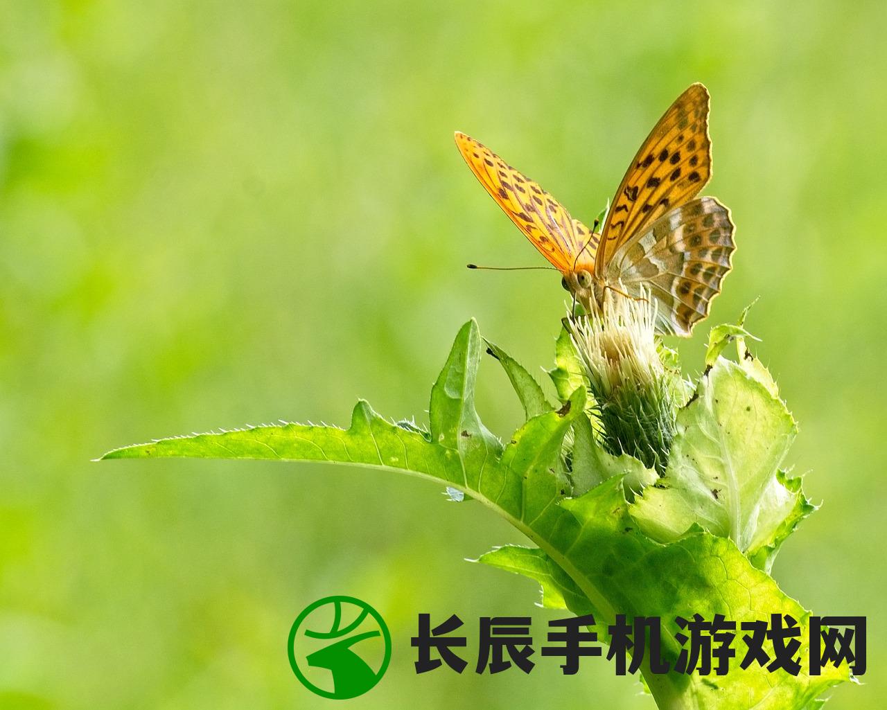 (蟋蟀,被称为会唱歌的昆虫)令人惊叹的大自然之美：会唱歌的蟋蟀在夏夜翩翩起舞的图片