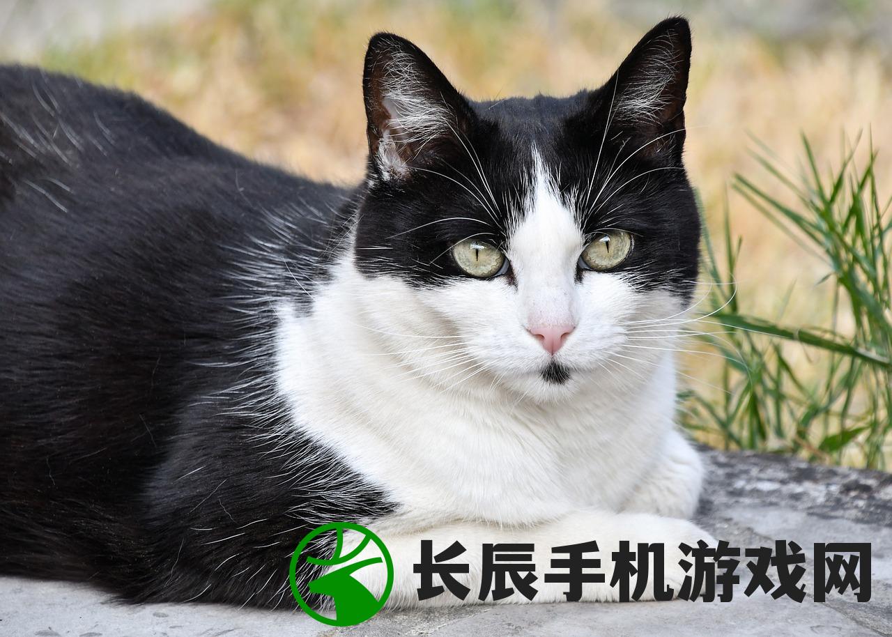 (田园猫与狸花猫的区别)田园猫和狸花猫的区别：如何分辨它们在外表和习性上的差异？