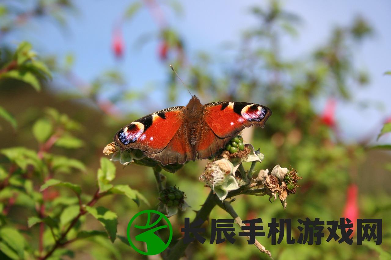 (深入探讨血蝶的隐喻和象征意义是什么)深入探讨血蝶的隐喻和象征意义