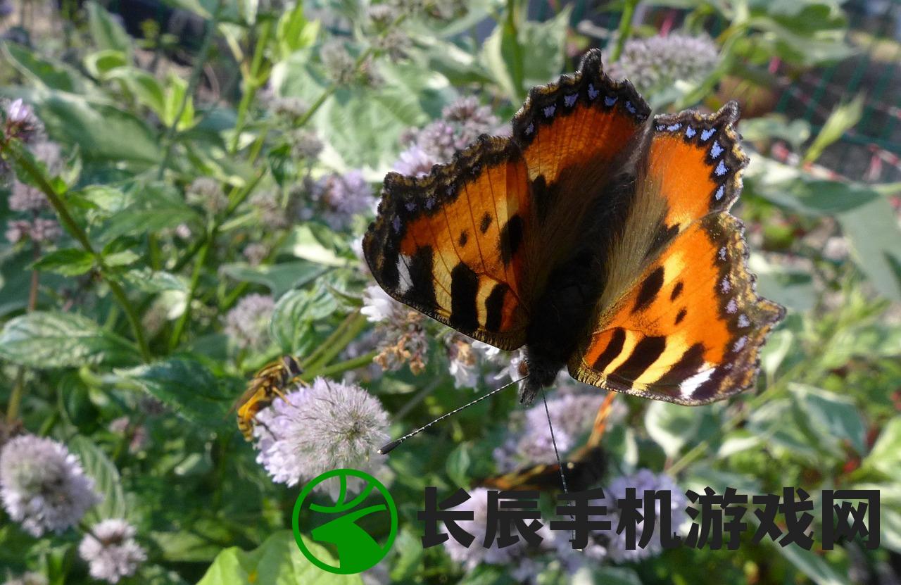 (蜘蛛捕捉蝴蝶)刺激有趣的安卓蜘蛛抓蝴蝶游戏，挑战你的反应速度和技巧