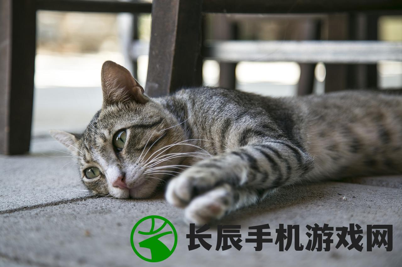 (长期和小猫亲密接触会导致你生病吗为什么)长期和小猫亲密接触会导致你生病吗？