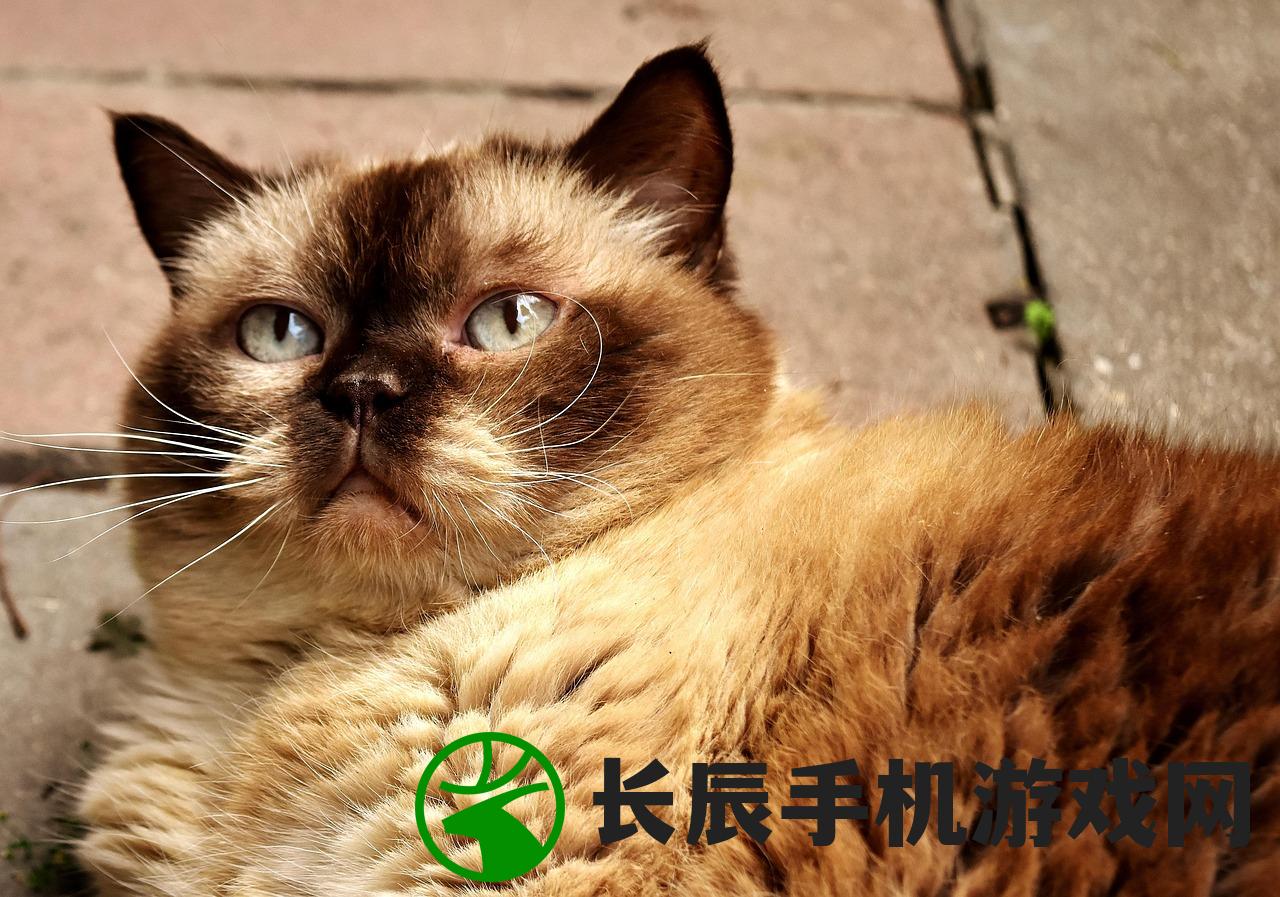 (猫宅一生猫粮怎么样)猫宅一生，探寻猫咪的居家生活与人的情感纽带
