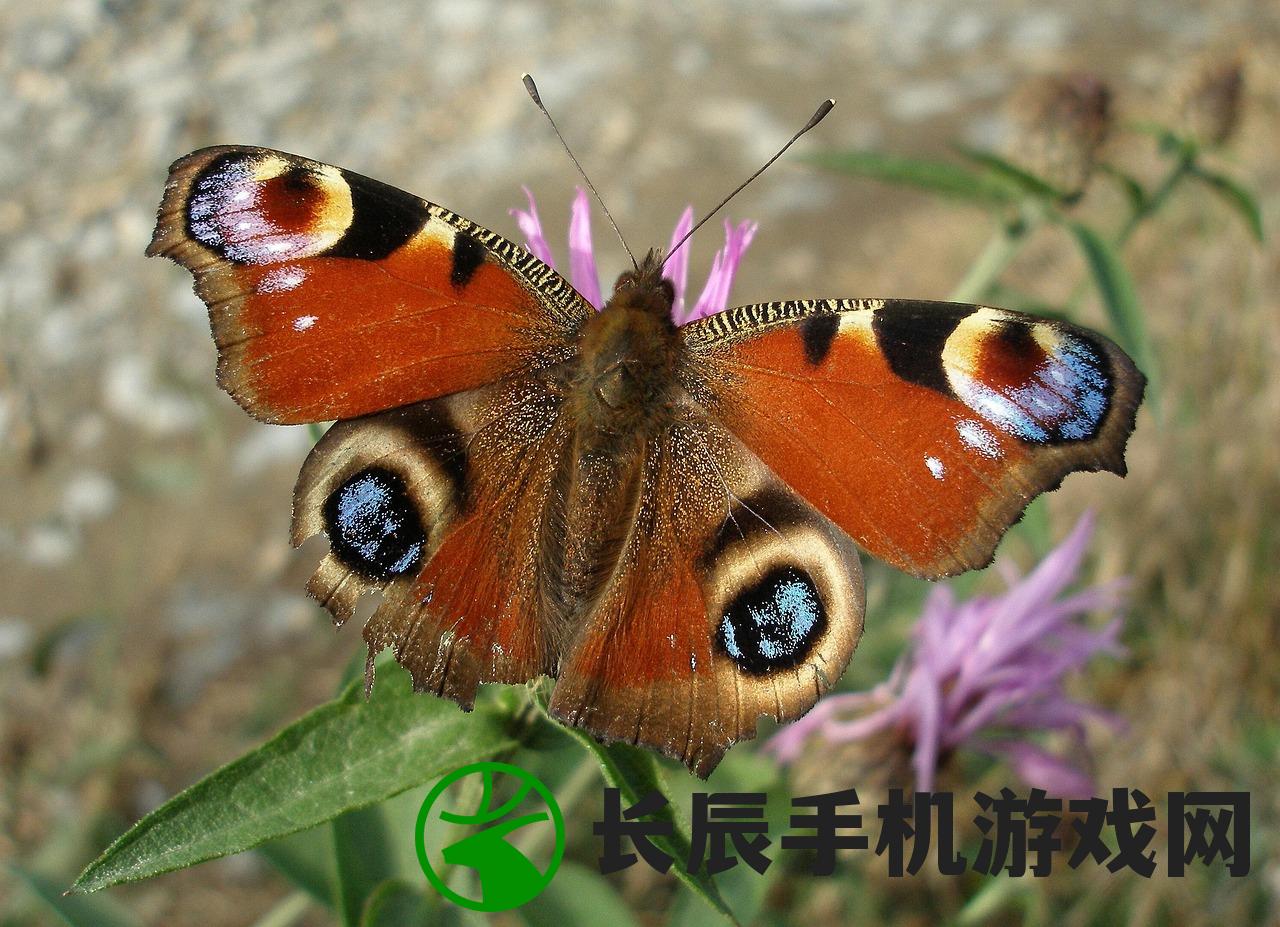 (火龙冲天十二生肖里是什么生肖呢)火龙冲天，揭秘十二生肖中的神秘生肖