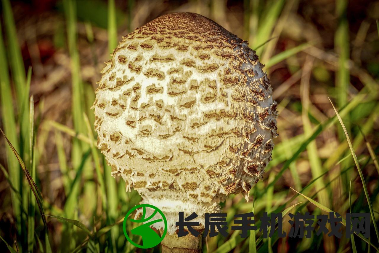(真菌森林攻略图解)真菌森林攻略，探索与发现