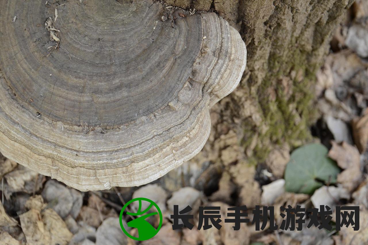 (真菌森林攻略图解)真菌森林攻略，探索与发现
