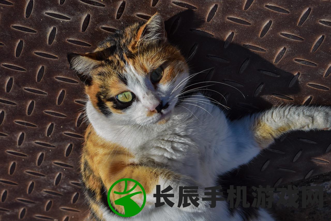 (调皮的小动物)调皮小动物秘籍搭配大全，秘籍与攻略的完美结合