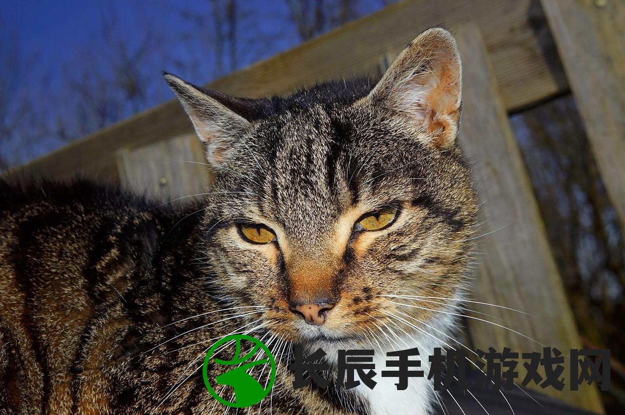 (猫咪异闻游戏破解版)猫咪异闻录，揭开神秘面纱下的猫科魅力