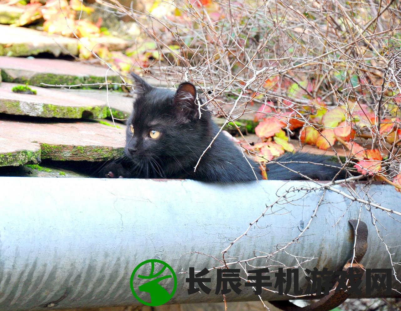 (猫咪异闻游戏破解版)猫咪异闻录，揭开神秘面纱下的猫科魅力