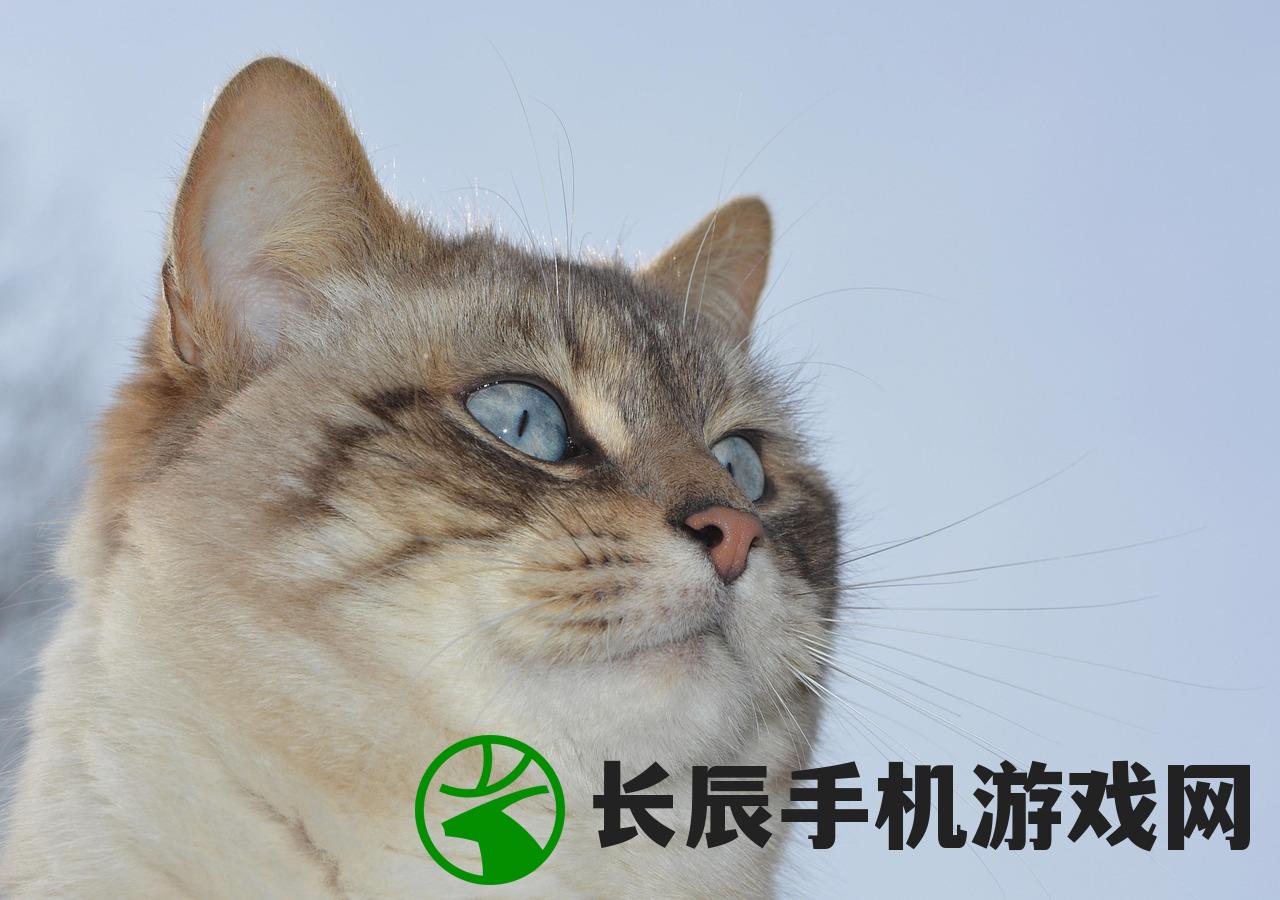 (拆弹猫游戏规则详解及使用方法)拆弹猫游戏规则详解及常见问答解析