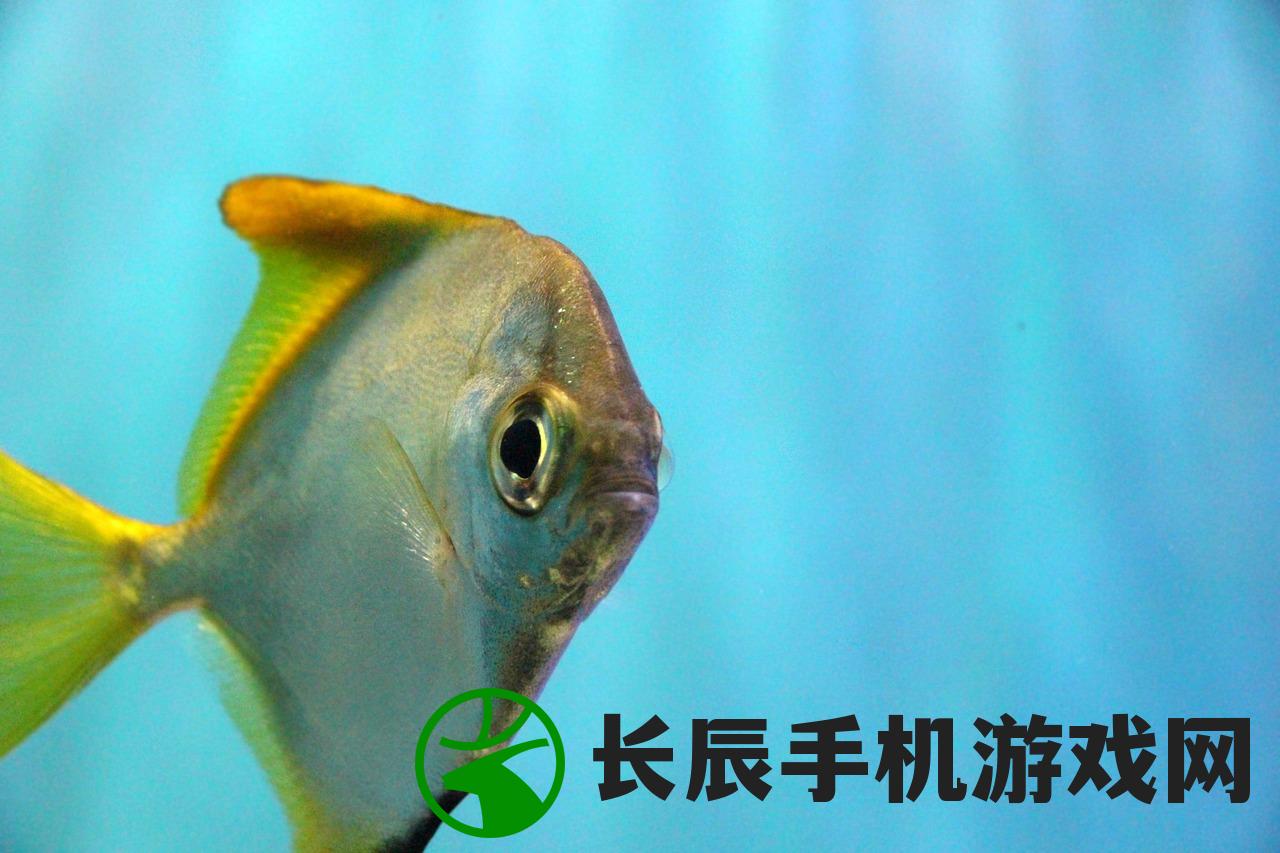 漫漫致富路，水族馆游戏探索与挑战