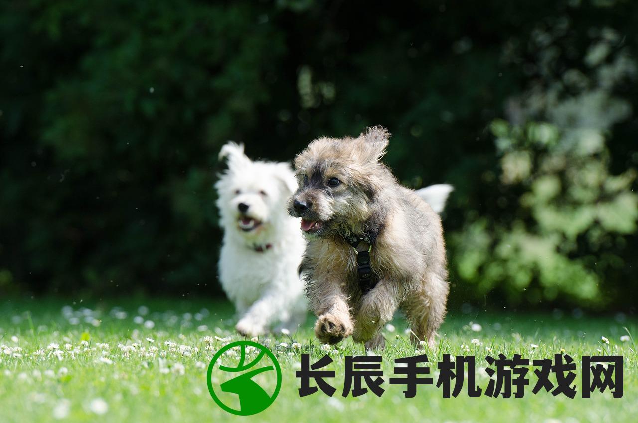 (挂不完的机宠物在哪里)挂不完的机攻略，游戏通关秘籍大揭秘