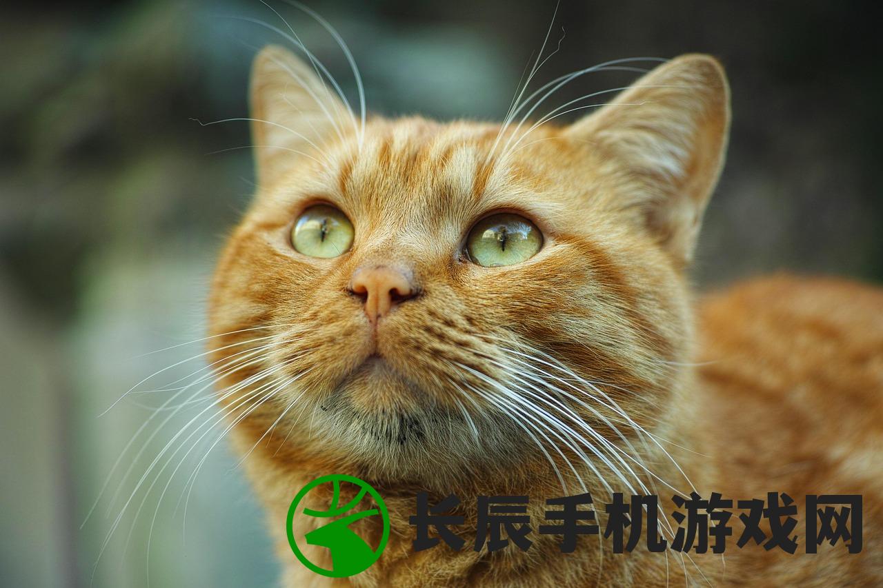 (猫咪最新永久地域网名是什么)关于猫咪成人最新地域网名怎么取的探索