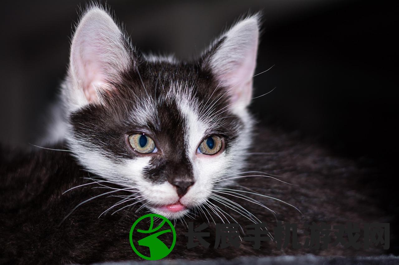 (黑猫奇闻社角色)黑猫奇闻社男主人气排名揭秘，魅力背后的故事