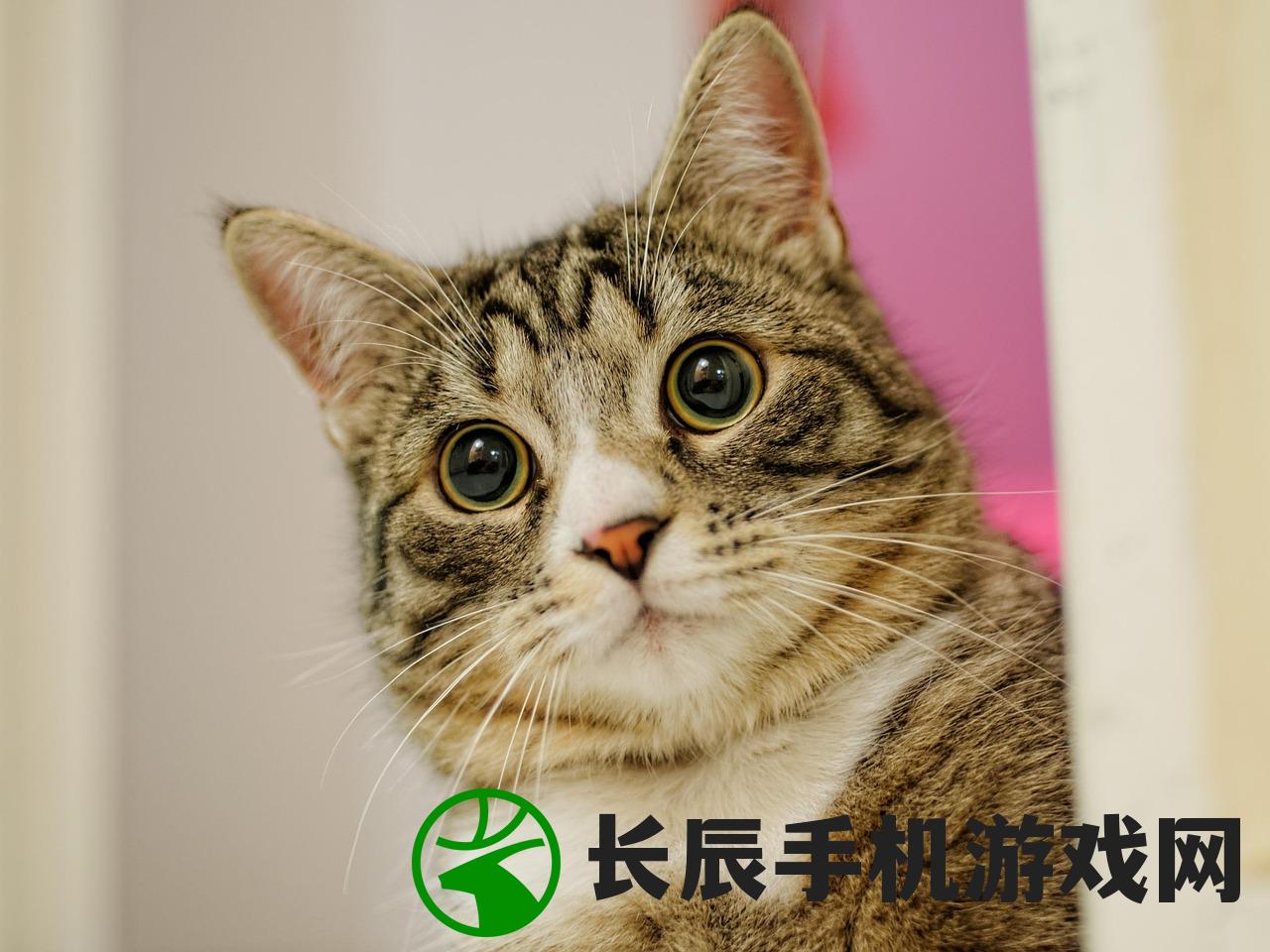 (最粘人的猫咪品种)最粘人的猫咪，深度解析猫咪的粘人特性及常见问题