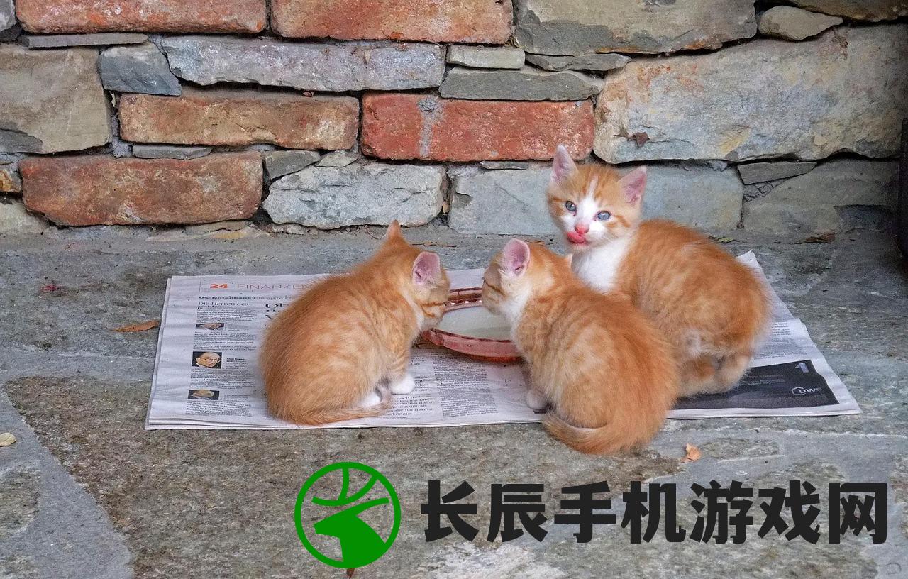 (猫之城非天图片)猫之城非天，神秘与魅力的交织