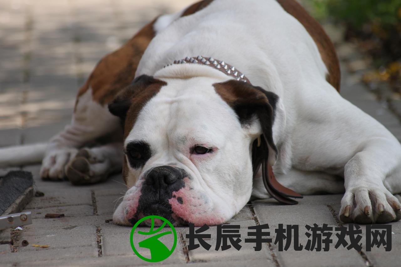 (狗狗回转寿司官方下载)狗狗回转寿司，萌宠与美食的完美结合
