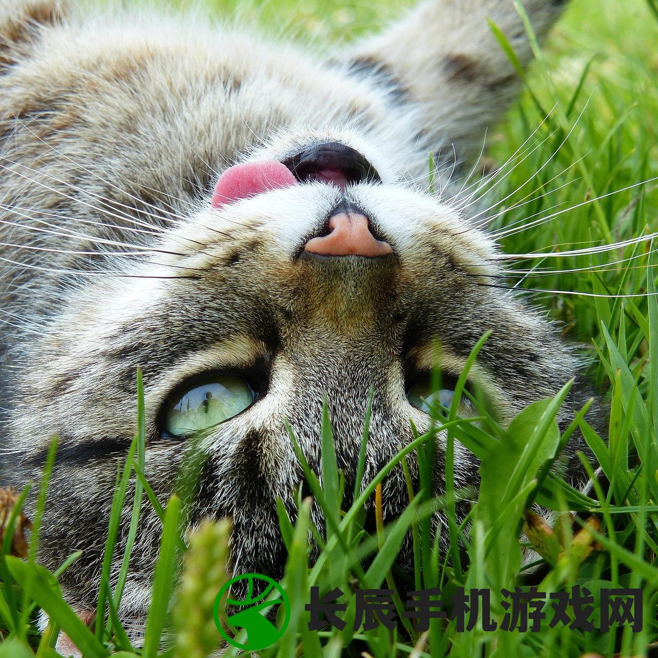 (开心猫舍猫图鉴)开心猫舍官方，探索宠物猫的世界