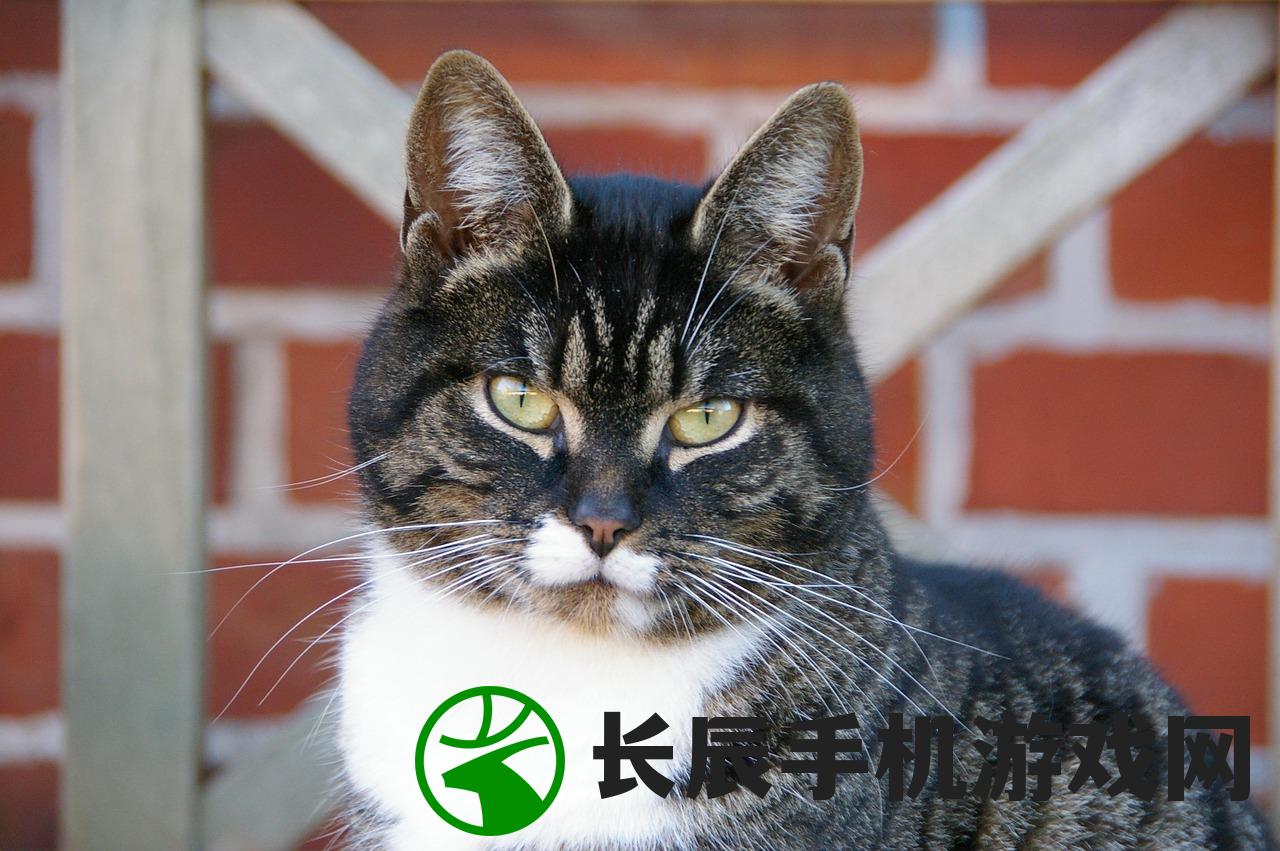 (开心猫舍猫图鉴)开心猫舍官方，探索宠物猫的世界