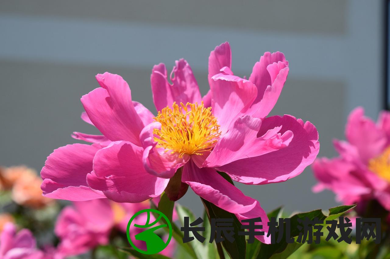 (三国再聚首2024年最新消息)三国再聚首，重温历史，探寻文化魅力