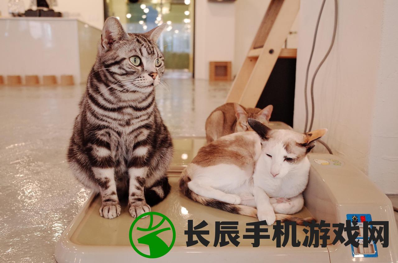 (猫语咖啡普通关卡通关攻略)猫语咖啡旧版免费，回忆与探索