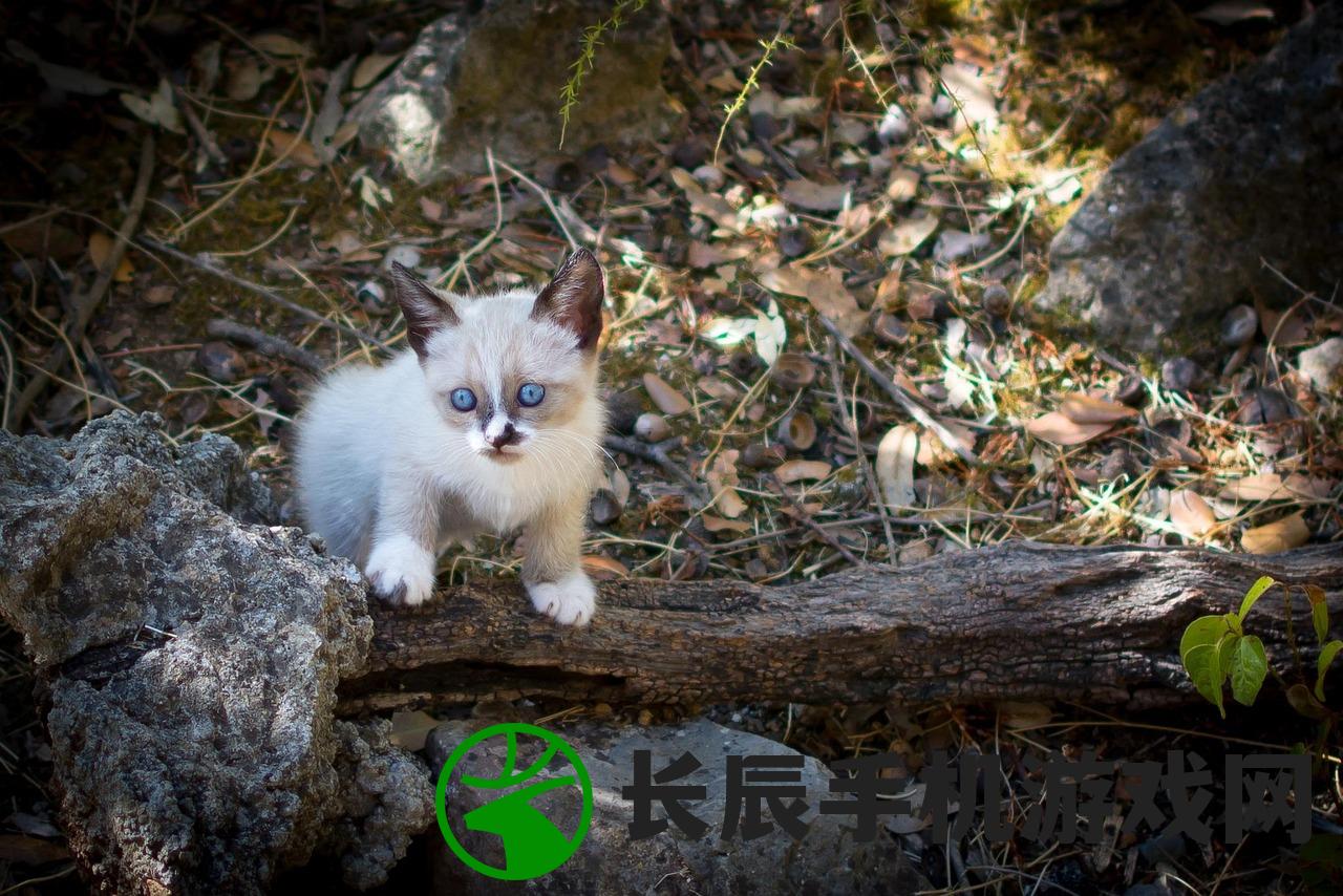 (猫之城国际服下载)猫之城国际服，游戏探索与常见问题解答