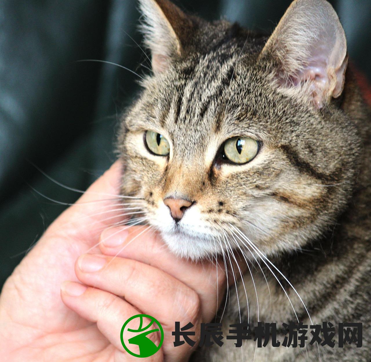 (猫婆婆的幸福公寓折相思)猫婆婆的幸福公寓，免广告的温馨家园