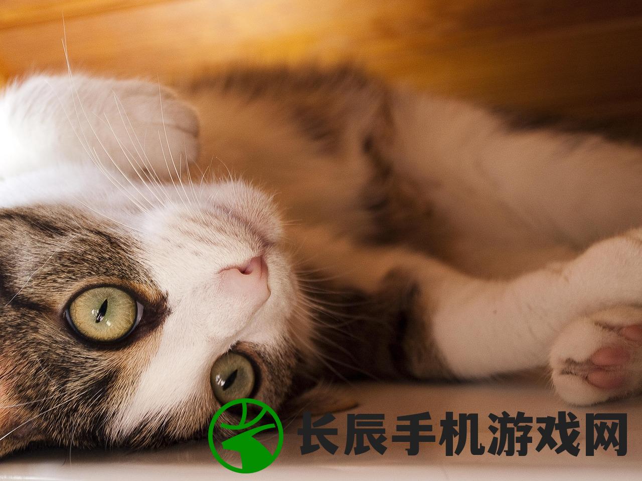 (阿尔法猫下载)阿尔法喵计划上线时间揭秘，科技与未来的交汇点