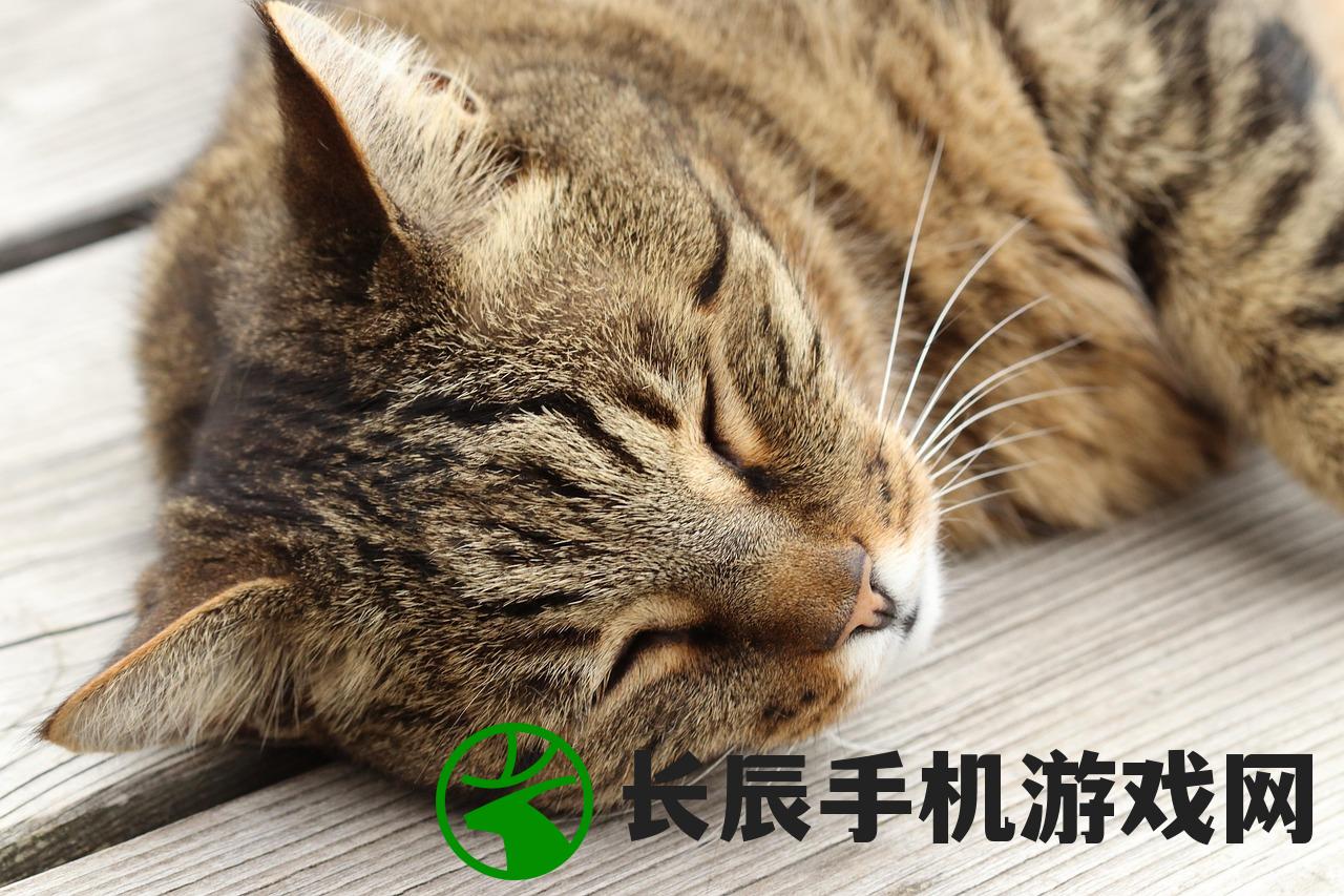 (猫酱是什么东西)猫酱的含义及起源解析