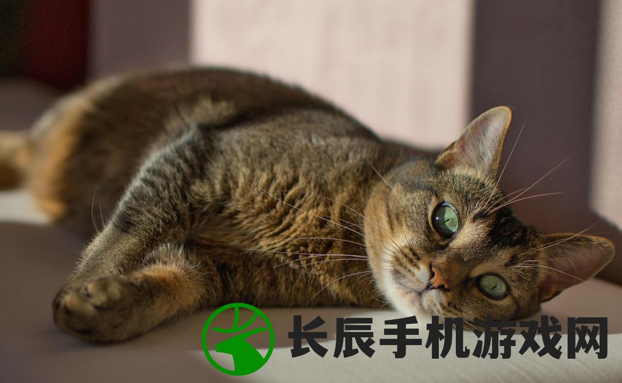 (女巫麦格和小猫莫格中文翻译)女巫麦格与小猫莫格的神秘之旅，一场跨越奇幻与现实的冒险