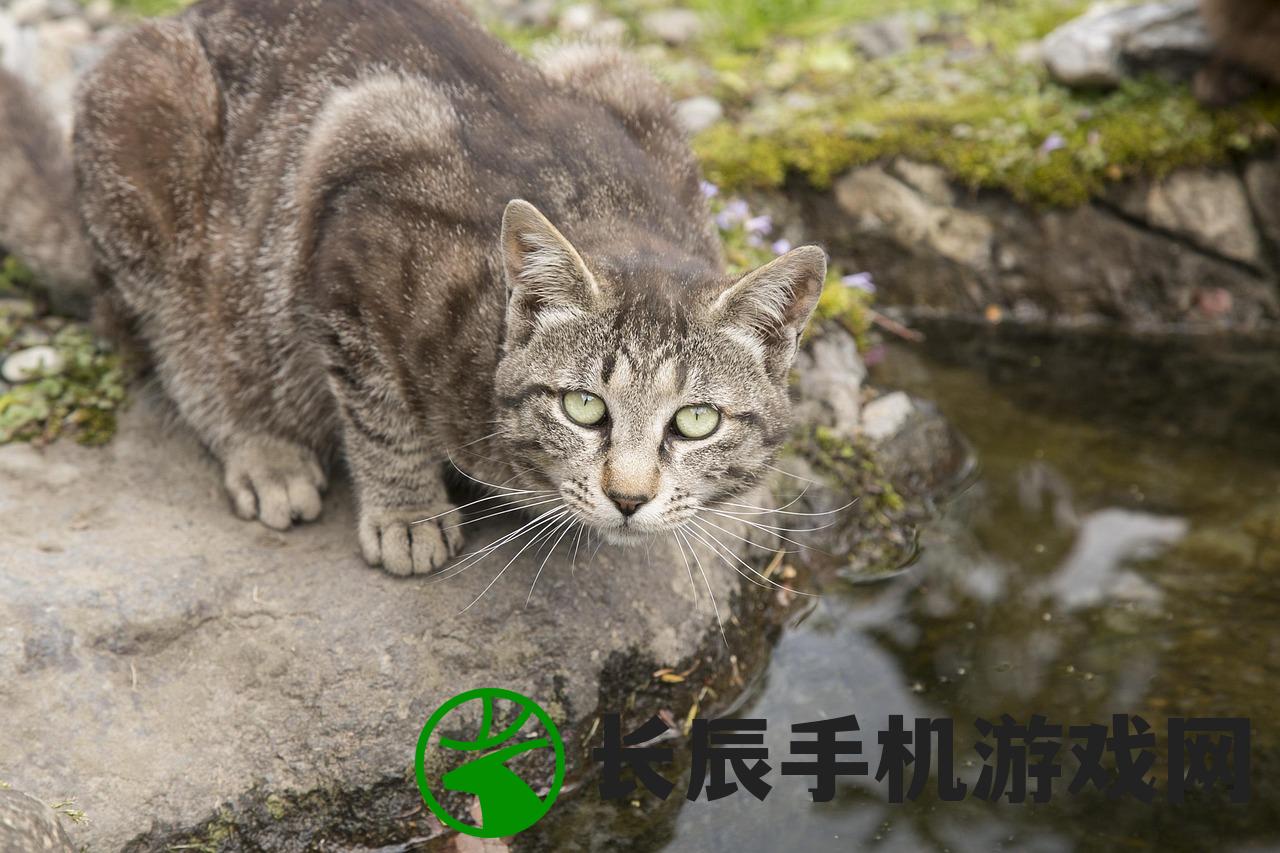 (猫咪和汤无限金币钻石版7月11日)猫咪和汤无限金币钻石版，游戏魅力与攻略秘籍