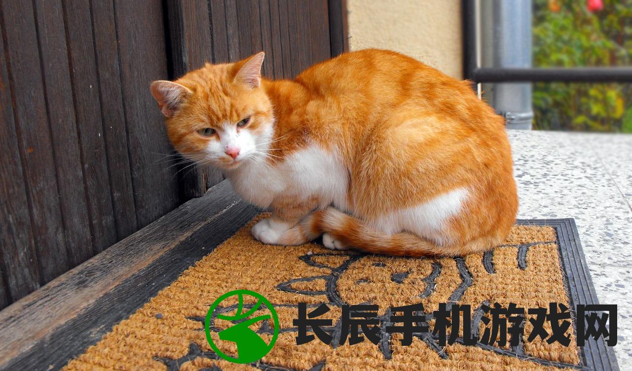 (最强的猫咪)最强猫猫饲养指南，从新手到专家的全方位指南