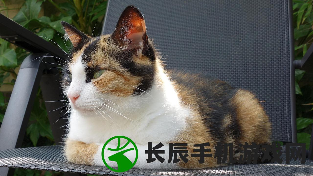 (最强的猫咪)最强猫猫饲养指南，从新手到专家的全方位指南