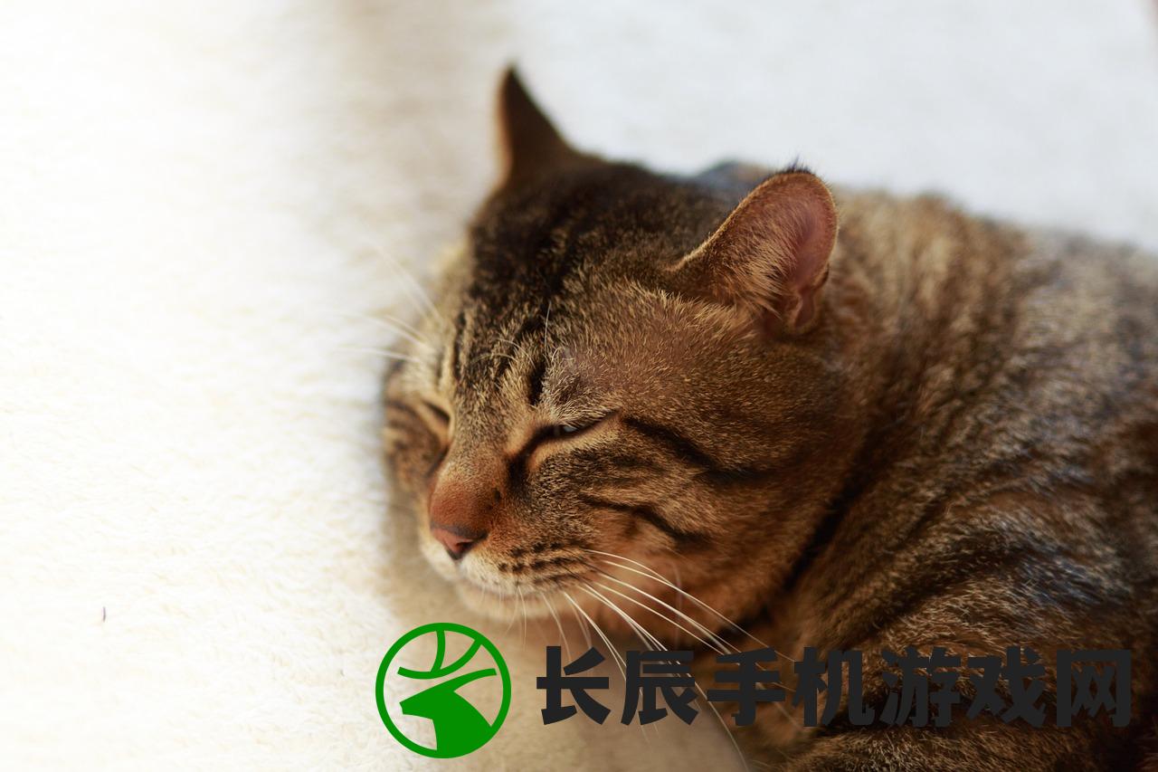 (拆弹猫规则介绍)拆弹猫规则详解及常见问答指南