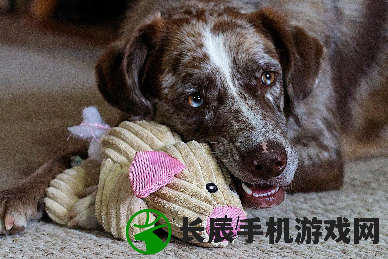 (狗狗逆反)狗的逆反心理，理解并应对犬类行为中的挑战