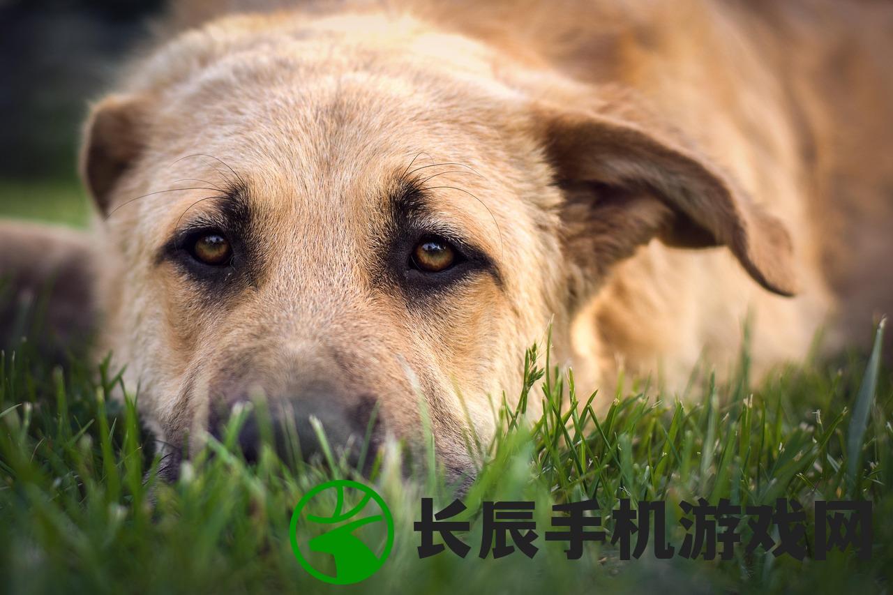 (狗狗逆反)狗的逆反心理，理解并应对犬类行为中的挑战