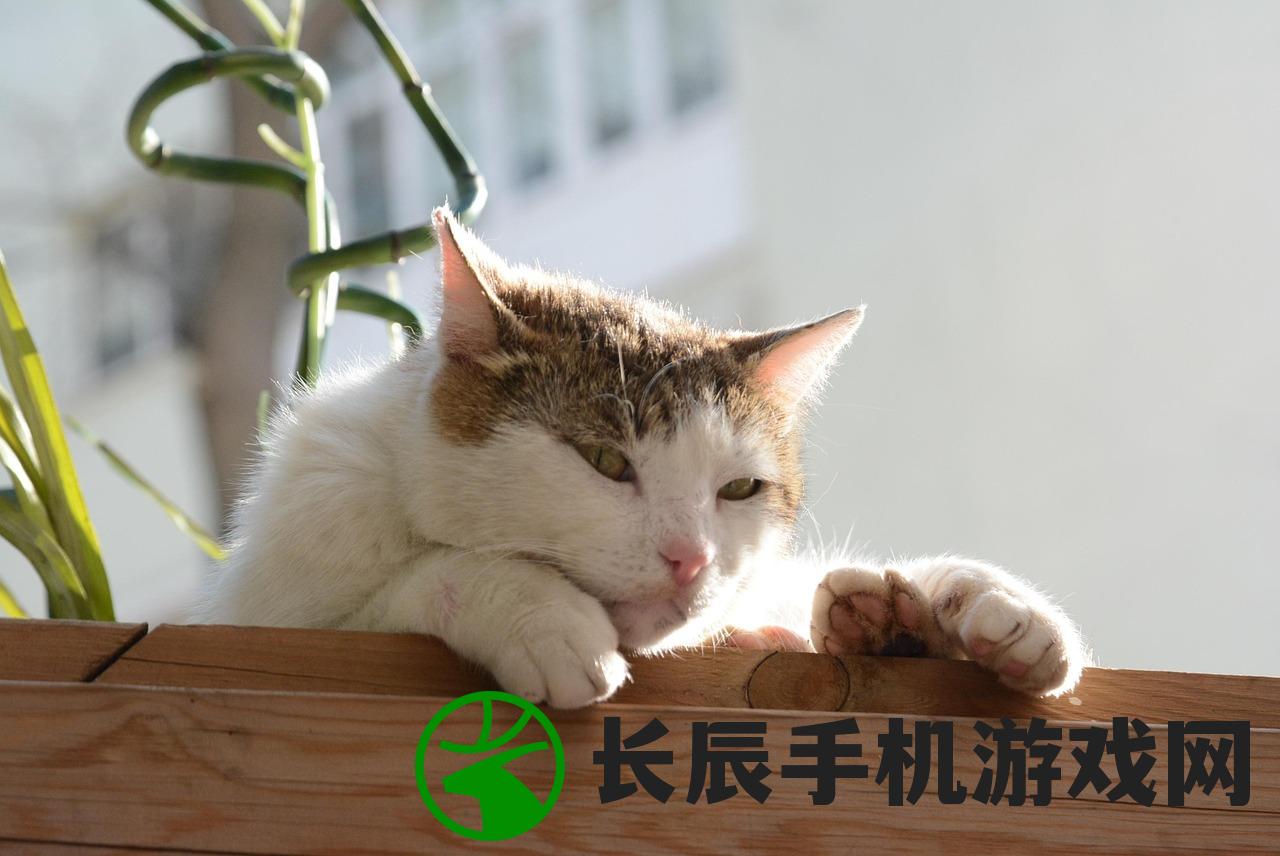 (猫宅日记传说猫咪卡兑换码)猫宅日记，猫咪的日常与人类的洞察