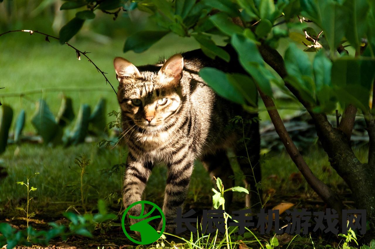 (猫宅日记传说猫咪卡兑换码)猫宅日记，猫咪的日常与人类的洞察