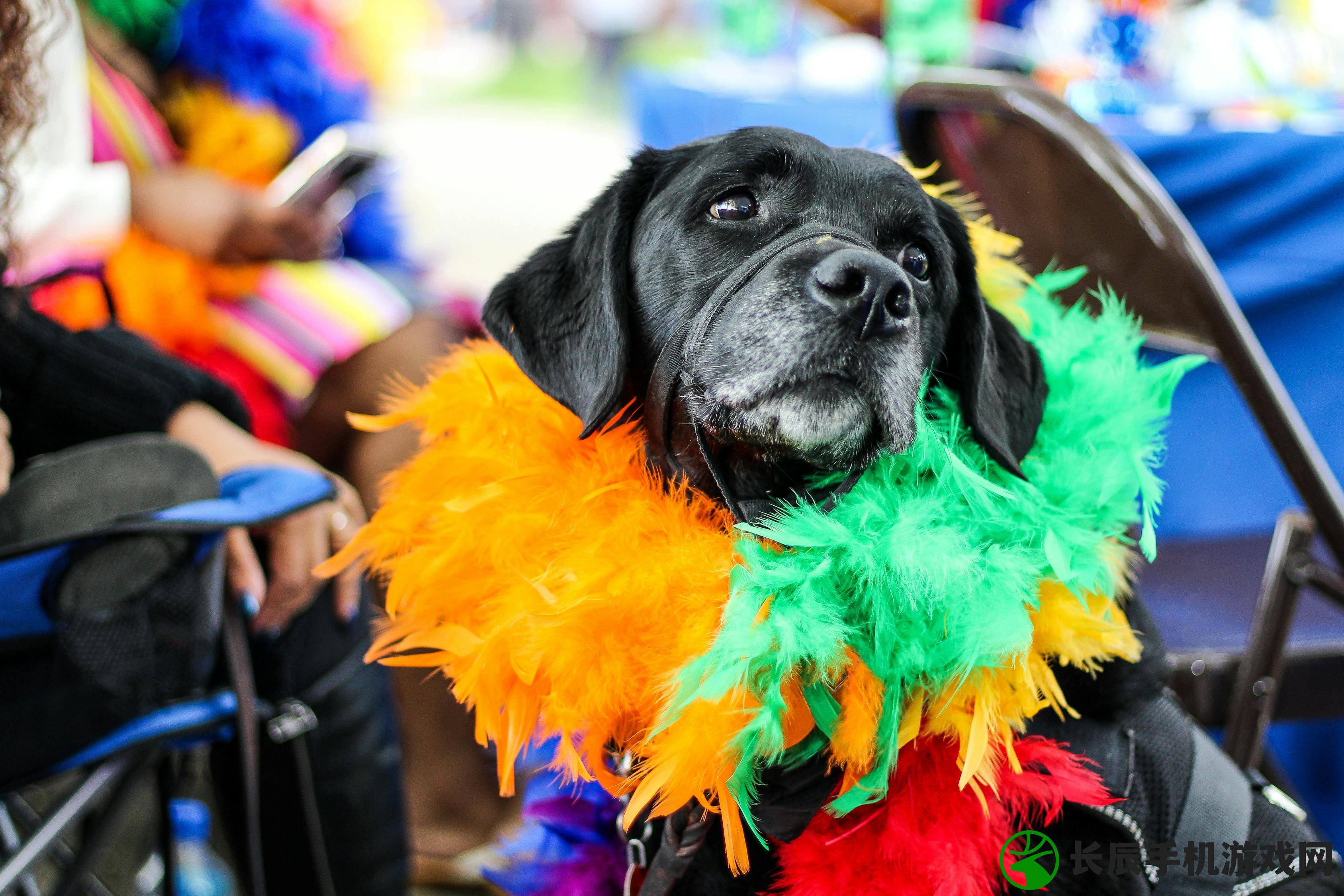 (派对狂欢英文怎么说)派对狂欢英文，The Ultimate Guide to Party and Festival Revelry in English