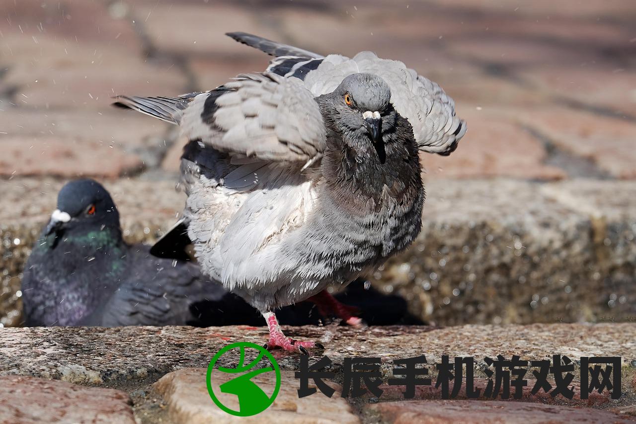 (代号鸽子)代号肉鸽旅行者流派，深度解析与探索