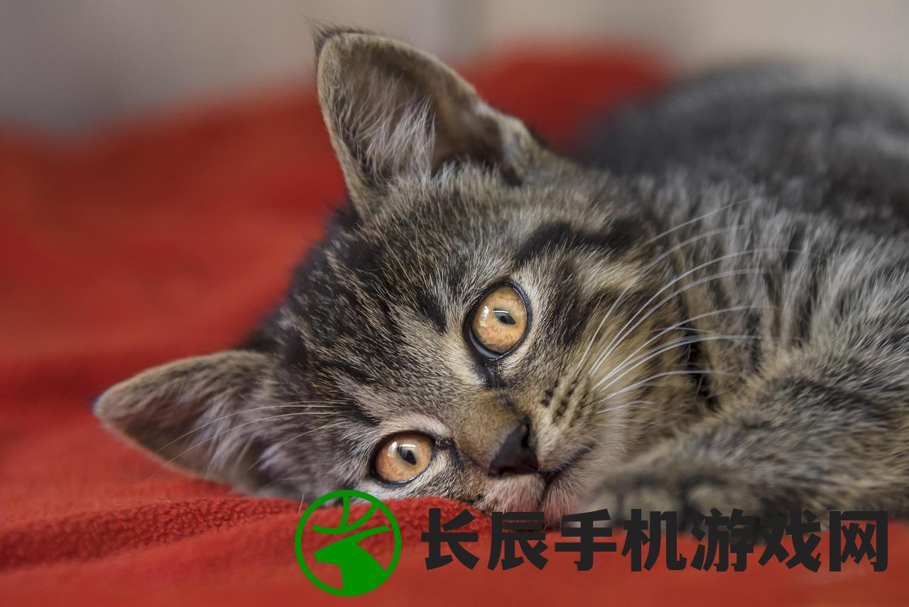 (猫语咖啡破解版下载邀请码)猫语咖啡苹果版，体验独特的猫文化与咖啡交融的乐趣