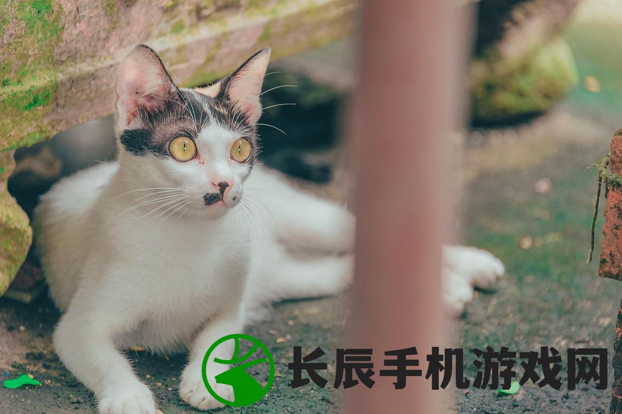 (猫语咖啡破解版下载邀请码)猫语咖啡苹果版，体验独特的猫文化与咖啡交融的乐趣