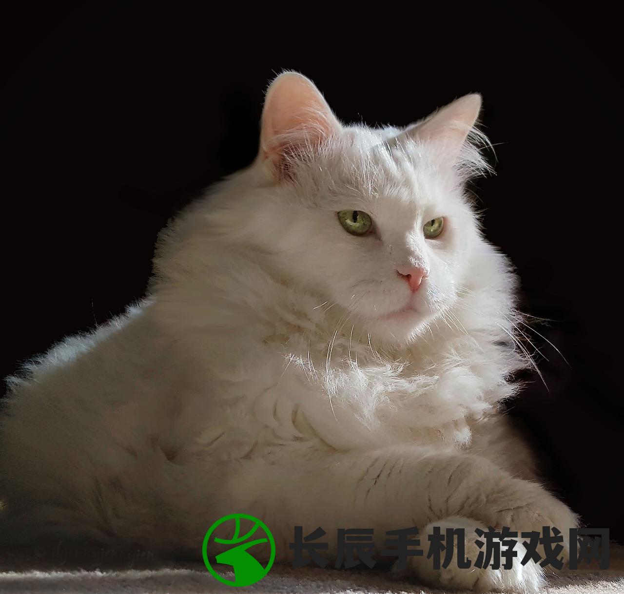 (萌猫物语游戏攻略)萌猫物语游戏，探索猫咪世界的奇幻之旅