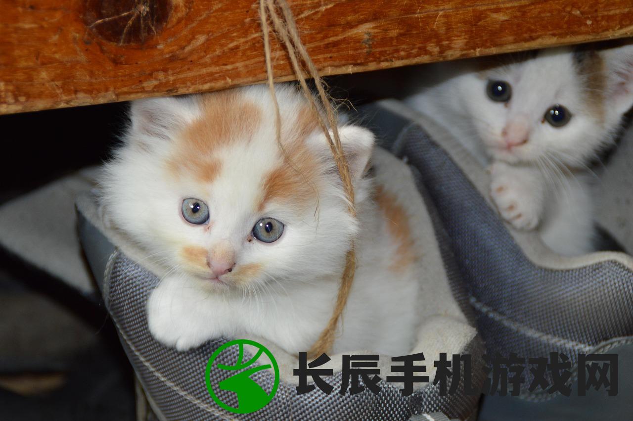 (猫咪公寓猫咪图鉴)猫咪公寓2是否面临跑路危机？深度解析其运营现状与发展前景