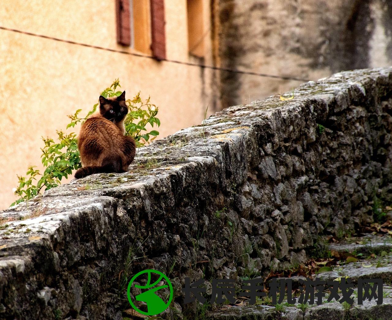 (猫咪田园图鉴大全)猫咪田园图鉴，探索猫咪的世界与奥秘