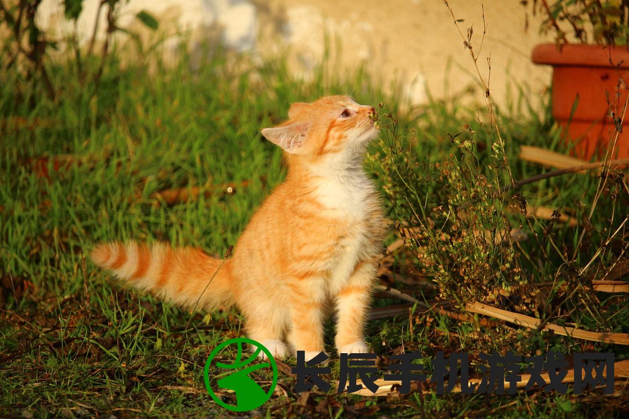 (猫宅日记游戏破解版内购免费)猫宅日记游戏，探索猫咪的日常生活与游戏魅力