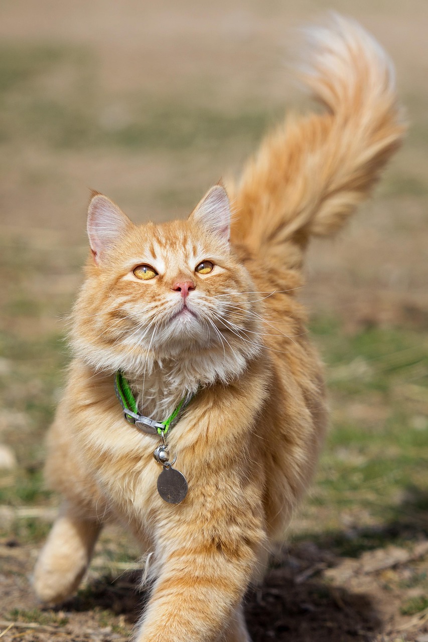 (遇见你的猫 逛逛攻略)遇见你的猫逛逛攻略最全及常见问答大全