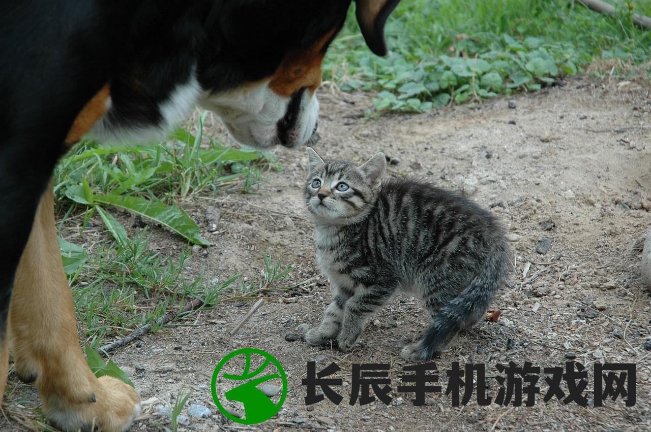 (遇见你的猫 逛逛攻略)遇见你的猫逛逛攻略最全及常见问答大全