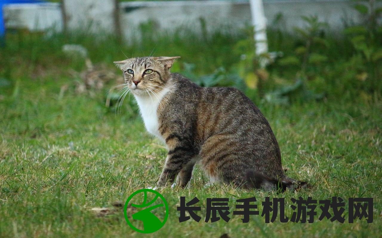 (达猫小分队礼包码)达猫小分队爪游宝，游戏探险的新势力